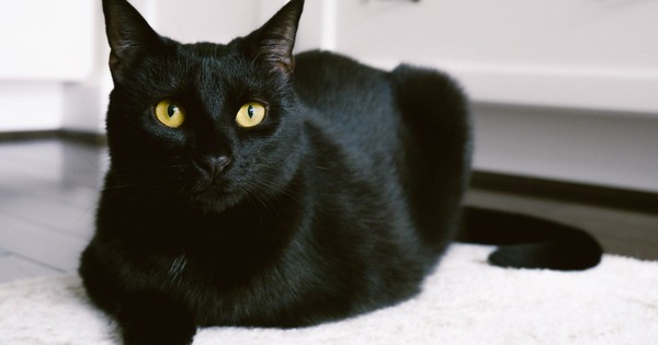 Vì sao mèo đen thường được coi là biểu tượng của những điềm xấu, xui xẻo ?
