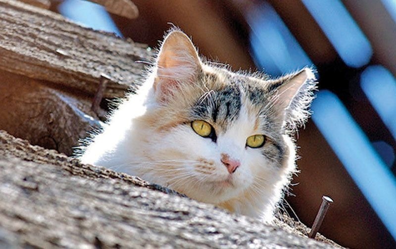 Những lí do nên nuôi mèo hoang nếu có thể - Bệnh viện Thú Y Thi Thi TP HCM